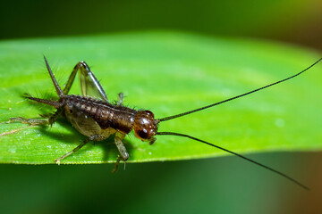 a cricket on the top of a green leaf