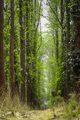 Fototapeta premium Tree in the forest 