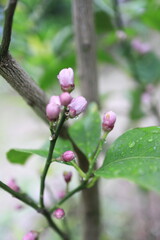 春を迎えるレモンの蕾