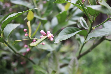 レモンのツボミと葉っぱ