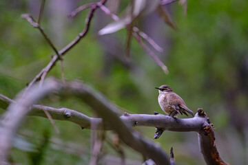 Cream winged Cinclodes (Cinclodes albiventris) perched on the branches of a fallen log.