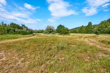 Meadow in summer with plants growing