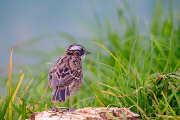 Rufous collared Sparrow (Zonotrichia capensis), walking in the grass looking for food.