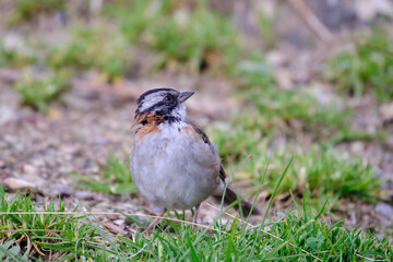 Rufous collared Sparrow (Zonotrichia capensis), walking in the grass looking for food.