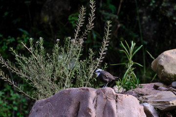 White capped Dipper (Cinclus leucocephalus), alone on some rocks at the foot of the river. © Jonathan Chancasana