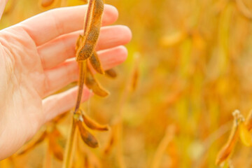 Farmer in soybean field. Pods of ripe soybeans in a female hand close-up.field of ripe soybeans.The farmer checks the soybeans for ripeness.Soybean crop. 