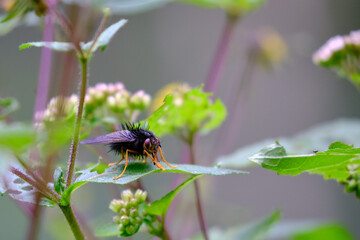 Peculiar fly of the Tachinidae family, it has a curious appearance and spiny structure very similar to that of a hedgehog.