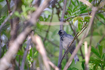 Cinereous Conebill (Conirostrum cinereum), perched amongst branches.