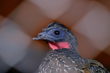 Spixs Guan (Penelope jacquacu), a captive specimen with a damaged beak.
