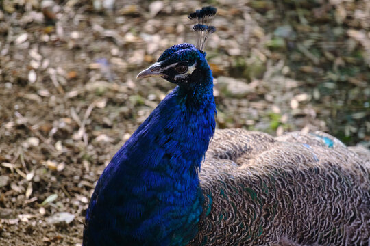 Indian peafowl (Pavo cristatus), beautiful portrait of this beautiful bird showing its blue plumage.