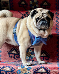 Cute pug in blue harness and bow tie gazing at viewer while standing on red carpeted stairs 