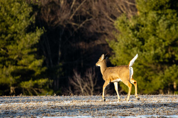 Obraz na płótnie Canvas White-tailed deer (odocoileus virginianus) walking in a Wisconsin field