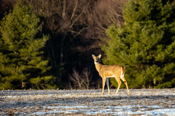 Obraz na płótnie Canvas White-tailed deer (odocoileus virginianus) standing in a Wisconsin field