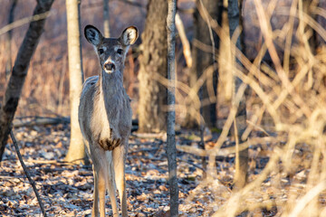 White-tailed deer (odocoileus virginianus) standing alert in Wisconsin