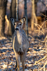 White-tailed deer (odocoileus virginianus) standing in a Wisconsin forest in April