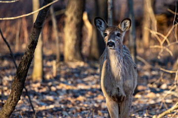 White-tailed deer (odocoileus virginianus) standing in a Wisconsin forest in April