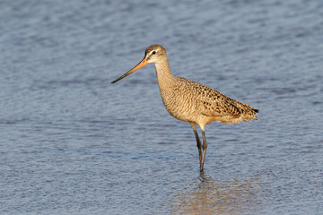 Marbled godwit (Limosa fedoa) wading at the ocean coast. Galveston, Texas