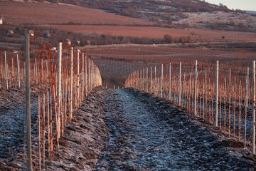 Countryside vineyard grapes in winter