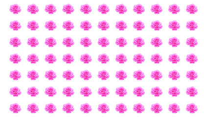 Pink rose flower vector pattern