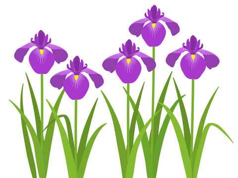 菖蒲 Images Browse 12 663 Stock Photos Vectors And Video Adobe Stock
