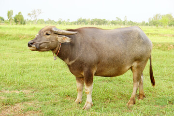 Naklejka na ściany i meble Thai buffalo walks to eat grass in a wide field.