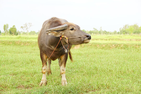 Thai buffalo walks to eat grass in a wide field.