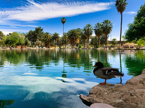Duck Hipter