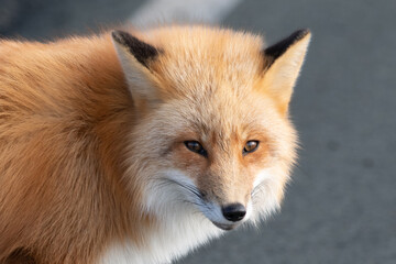 Fototapeta premium A cute young wild true red fox, Vulpes Vulpes, standing on all four paws attentively staring ahead as it hunts. It has a sharp piercing stare, orange soft fluffy fur, pointy ears, and a long red tail.