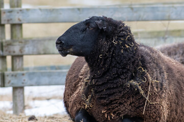 A large black domestic sheep in a pen of straw and grass. The farm animal has a black and dark brown colored body, thick wooly fur, and pointy ears. The rural ewe has a black face and pointy ears. 