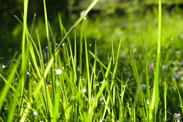 Close up of blades of green grass in the sun. Grass or lawn in macro photography. Selective focus.