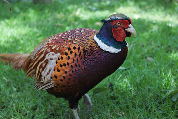 Wild life colored feather pheasant