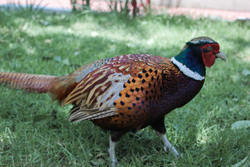 Wild life colored feather pheasant