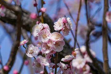 光を浴びて輝く満開のピンクの梅＠大阪