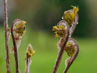 雨の降る中で芽吹いた山菜のゼンマイ