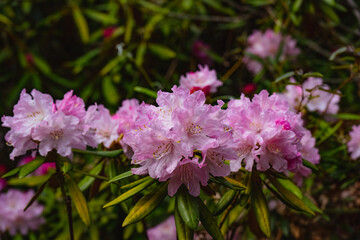 屋山のシャクナゲ