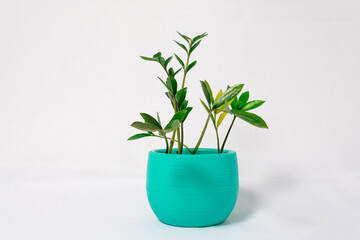 Mini zamioculca botanical genus, belonging to the Araceae family, which contains only the species Zamioculcas zamiifolia. It's in a light green vase on a white background.