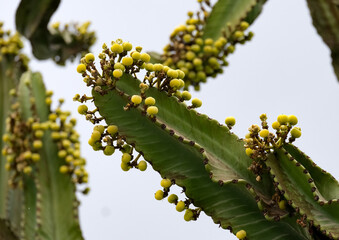 Ornamental exotic plant Euphorbia Great