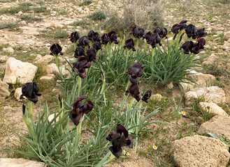 Wild black iris blooms in the Negev desert - obrazy, fototapety, plakaty