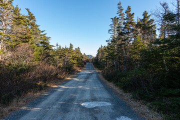 A long and straight gravel road that runs into a forest of trees. The tall luscious trees are in full bloom. The trees have lots of green leaves. The road has tire truck patterns in the gravel dirt.