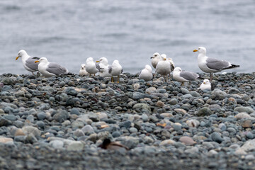 A flock of gulls perched on a pebbled beach. The wild birds are white on top with grey wings and a black feather tail. The seabirds are standing using their yellow legs. The birds are different ages.