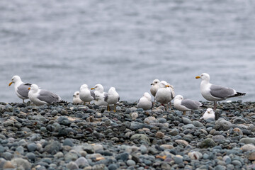 A flock of gulls perched on a pebbled beach. The wild birds are white on top with grey wings and a black feather tail. The seabirds are standing using their yellow legs. The birds are different ages.