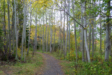 Obraz premium A hiking trail through the thick woods of birch trees in summer. The leaves on the trees are a vibrant green. The ground is covered in dead orange leaves. The sky is grey and clear. 