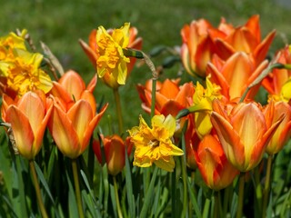 Fototapeta na wymiar Colorful tulips bloom on the flowerbed in the springtime