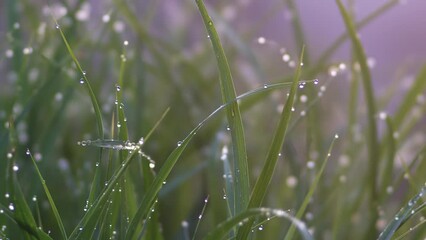 Tokyo, Japan - April 19, 2022: Raindrops on grass leaves illuminated with the rising sun
