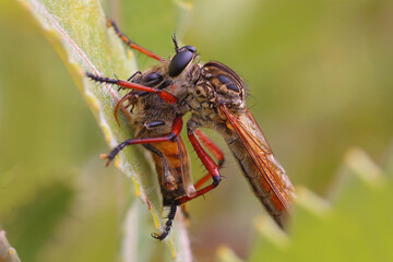 Robber or Assassin Fly with Honey Bee prey