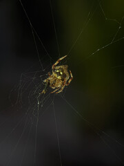 The spider species Araneus diadematus is resting in its nest.