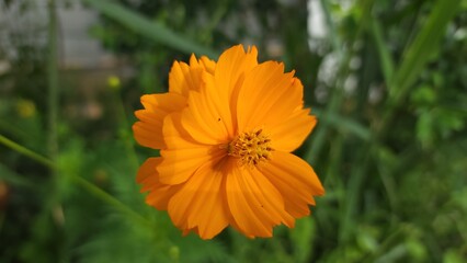orange flower in the garden