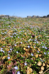 オオイヌノフグリ咲く畦の法面風景