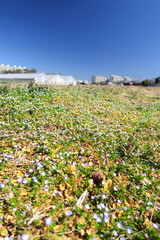 オオイヌノフグリ咲く畦の法面風景