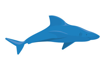 blue shark design